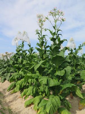 Click for 4 image(s) for this accession. PLANT